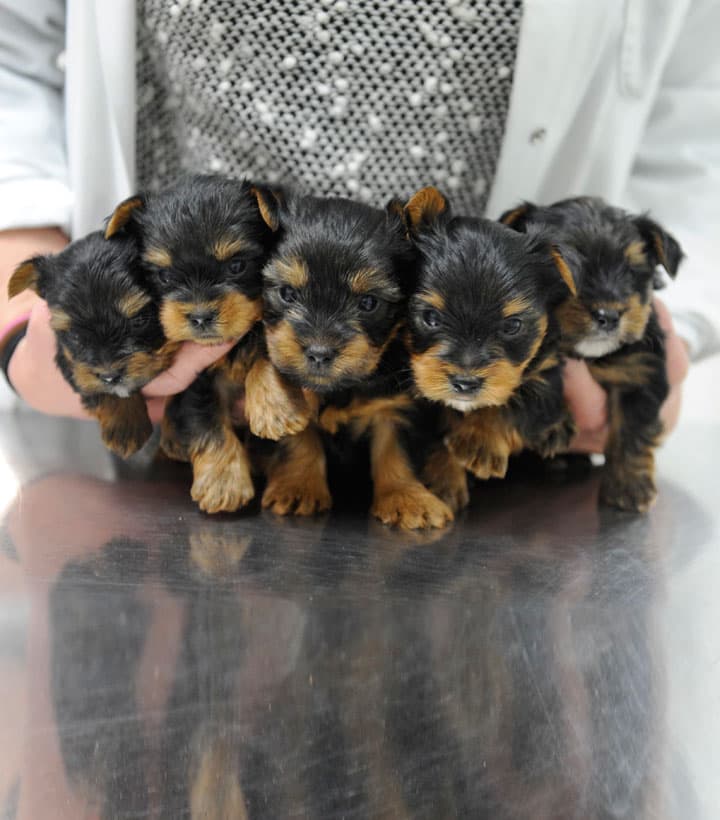 Clínica veterinaria en Soutomaior