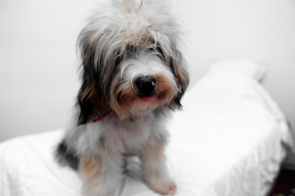 Peluquería canina en Soutomaior